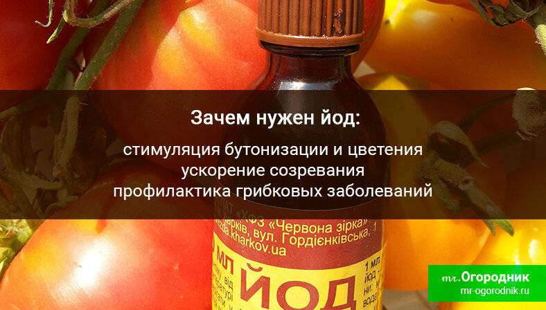 Сыворотка с йодом для полива и обработки помидор: пропорции для подкормки и от фитофторы