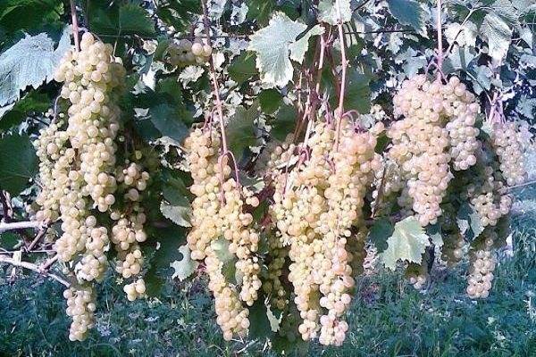 Виноград страшенский: описание и характеристики сорта, посадка и выращивание