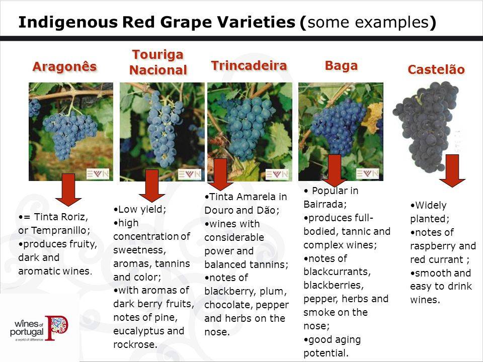 Виноград «виктор»: описание сорта, фото и отзывы о нем. основные плюсы и минусы, характеристики и особенности выращивания в регионах