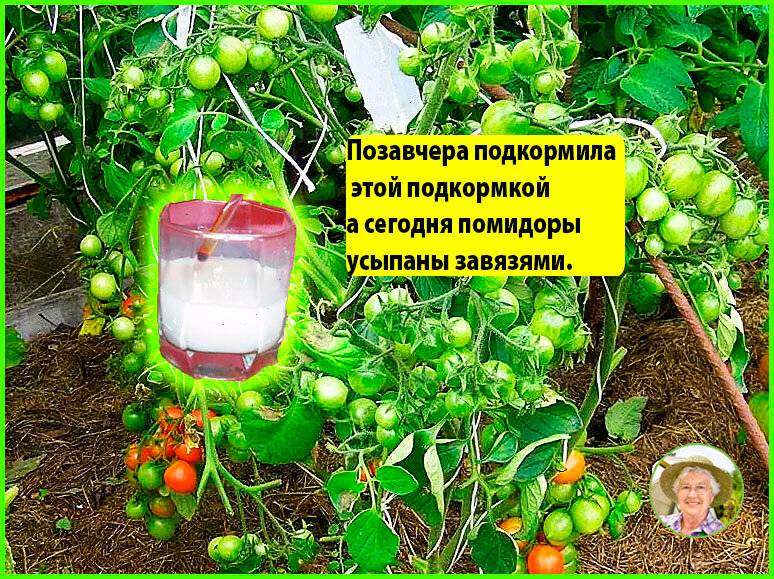 Подкормка томатов в теплице дедовскими методами