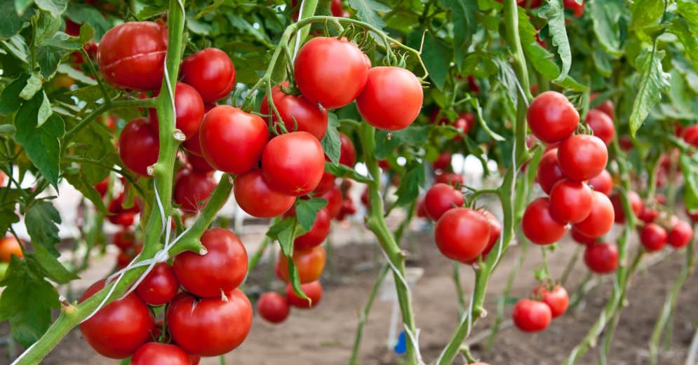 Сорта помидоров, устойчивые к фитофторозу