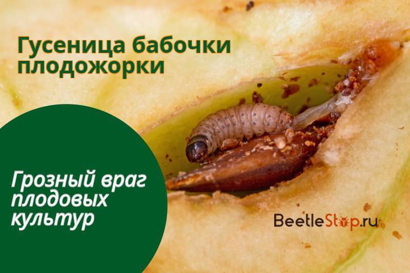 Плодожорка яблонная | справочник пестициды.ru