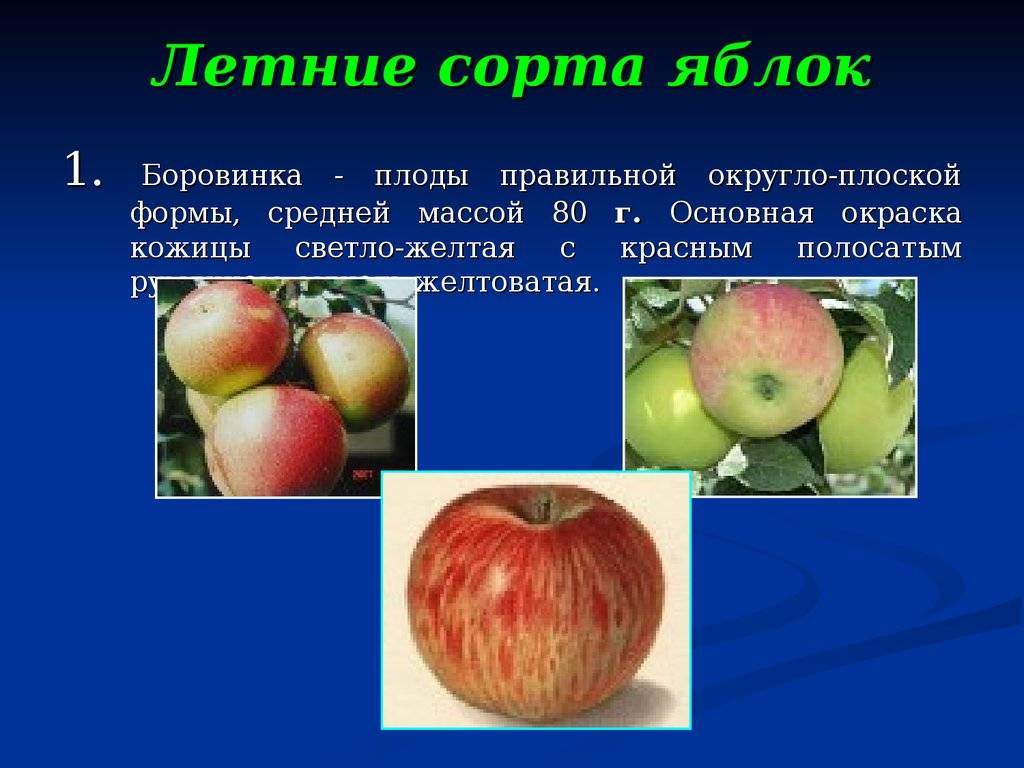 Скороплодные сорта яблонь для подмосковья с фото и описанием