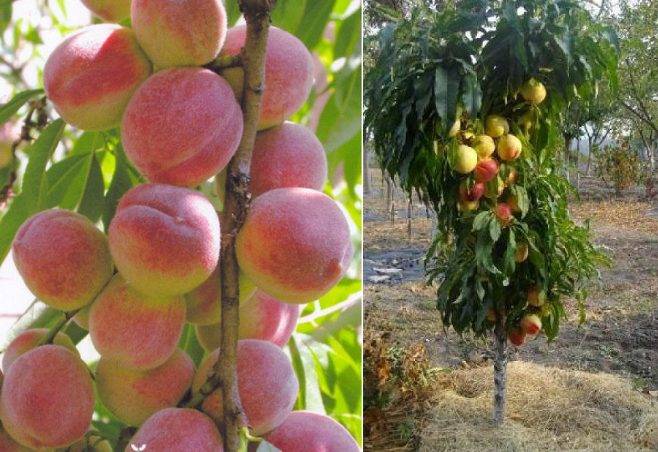Особенности культивирования персика золотой юбилей