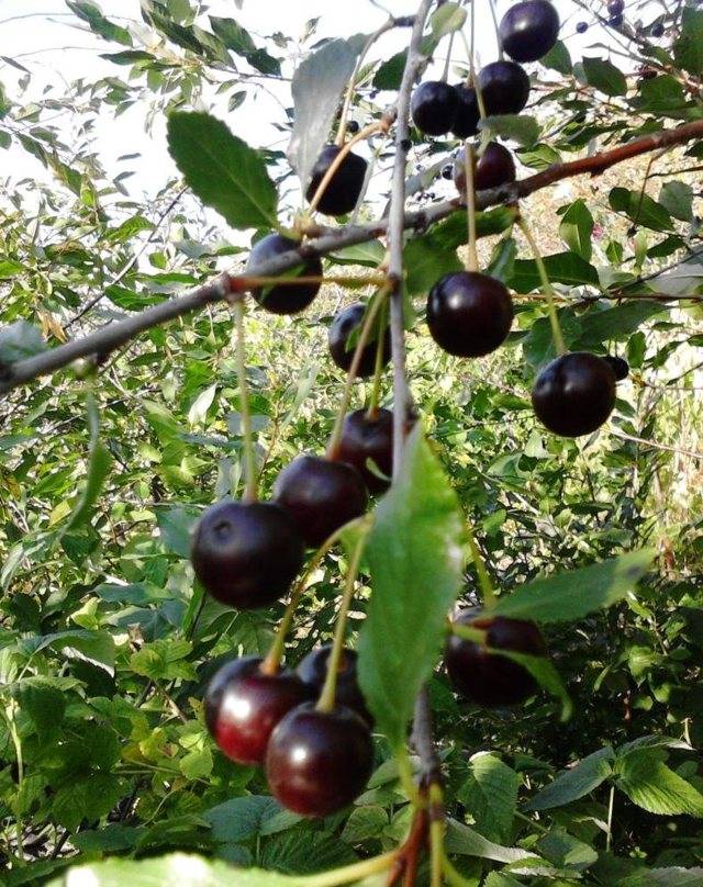 Размножение вишни черенками летом: способы и агротехника, как вырастить и что нужно делать