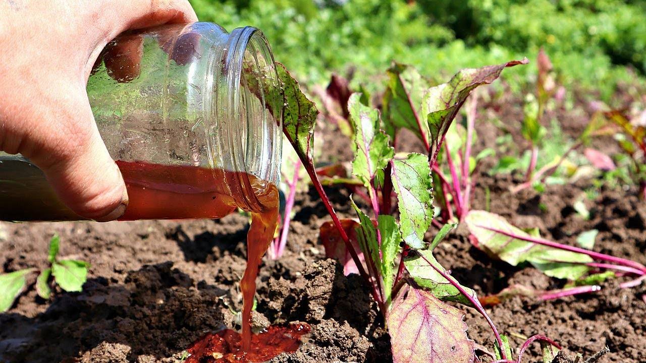 Зачем поливать грядки солевым раствором: хитрость, которую используют опытные огородники