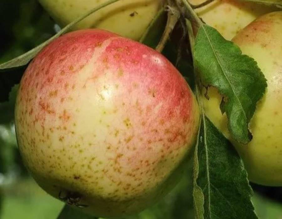 Яблоня: описание 25 лучших сортов с отзывами садоводов о них