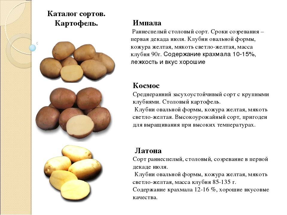 Картофель импала: описание сорта, характеристики и отзывы!