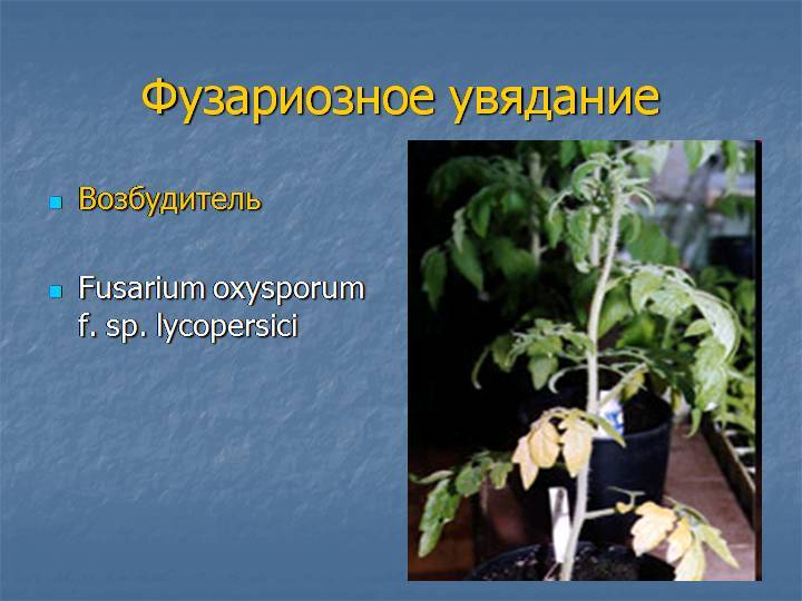 Фузариозное увядание томатов: лечение препаратами и народными средствами с фото
