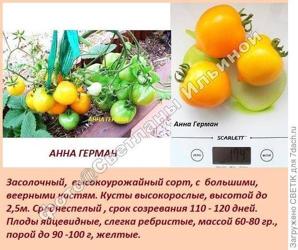 Томат анна герман: характеристика и описание сорта, отзывы и фото урожайности помидоров из семян