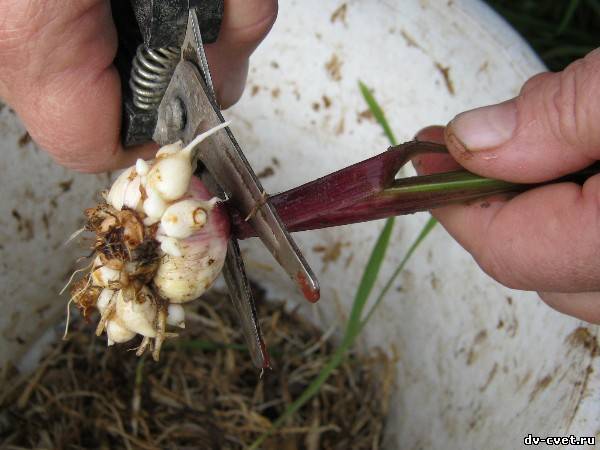 Способы размножение гладиолусов: детками, семенами, черенками и делением клубней