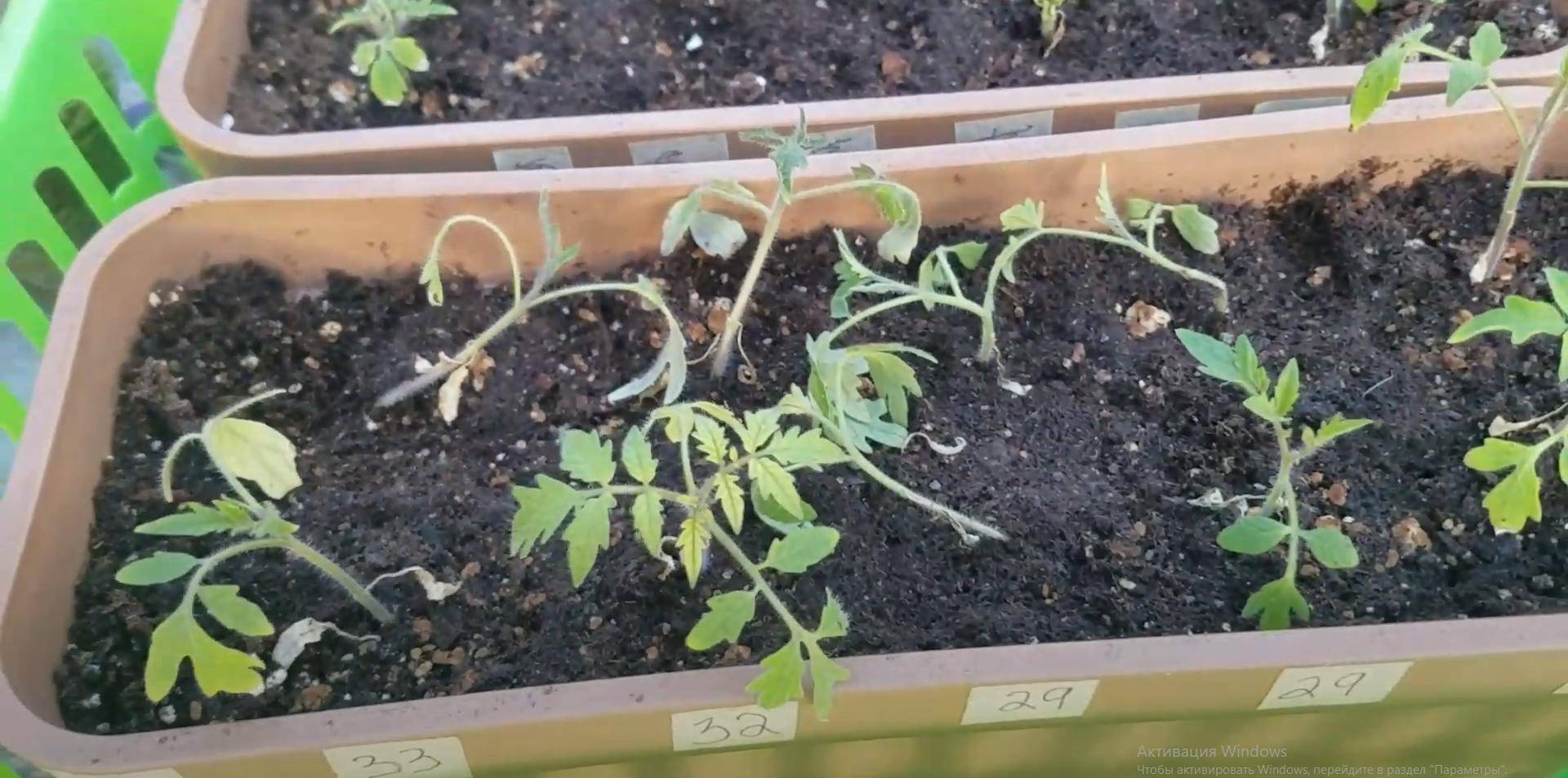 Черная ножка у рассады томатов: что делать, причины, как избавится, профилактика