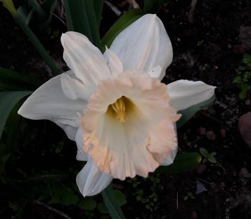 Нарциссы – посадка и уход в саду. фото цветков | растим растения!