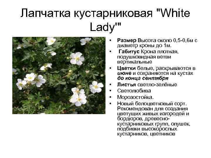 Лапчатка белая: выращивание, уход, обрезка весной, виды, полезные свойства