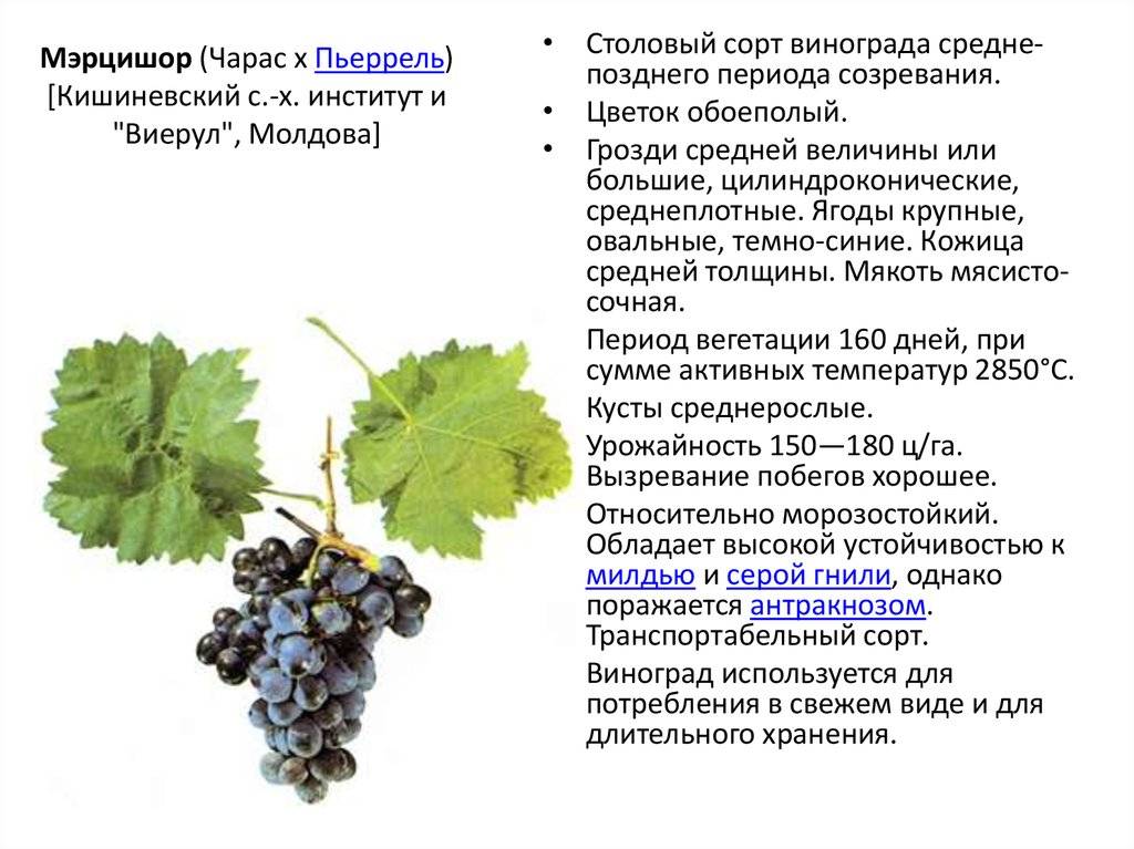Морозостойкие сорта винограда для подмосковья неукрывные: названия, фото, описание и характеристики