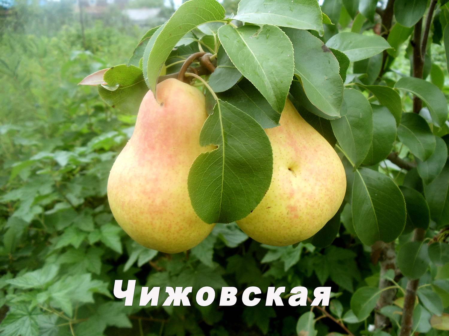 Груша чижовская. описание сорта, фото, отзывы садоводов, опылители, морозостойкость