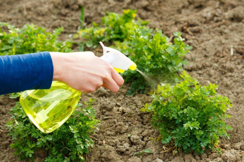 Петрушка: выращивание на подоконнике и огороде