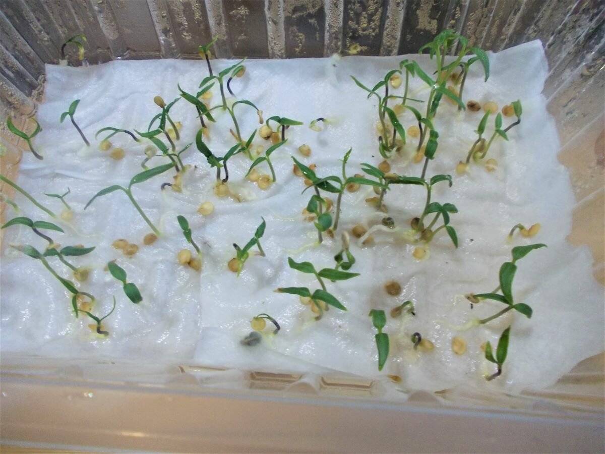 Подготовка семян огурцов к посадке: как подготовить, способы