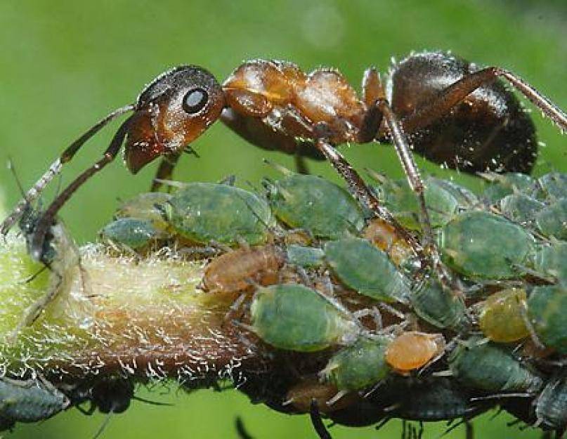 Тля рыжий муравей тип биотических отношений. Муравей и тля симбиоз. Муравьи пасут тлю. Муравей и тля Тип взаимоотношений. Тля и рыжий муравей Тип взаимоотношений.
