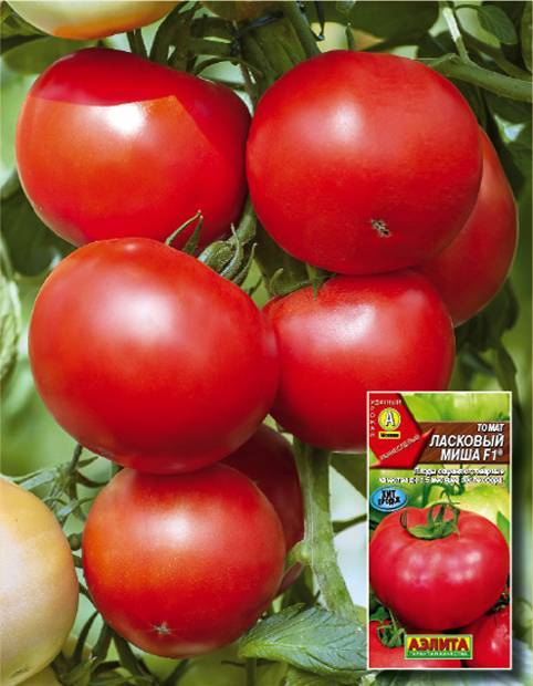 Топ-10 помидоров: ранние сорта низкорослые для открытого грунта