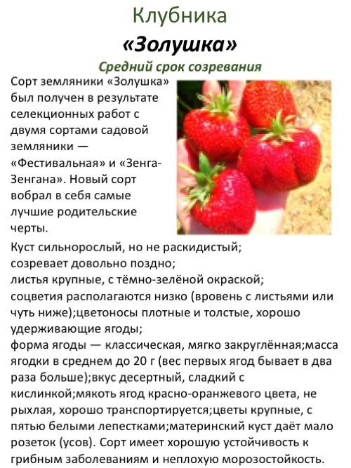 Садовая крупноплодная земляника сударушка - ягода на самый изысканный вкус