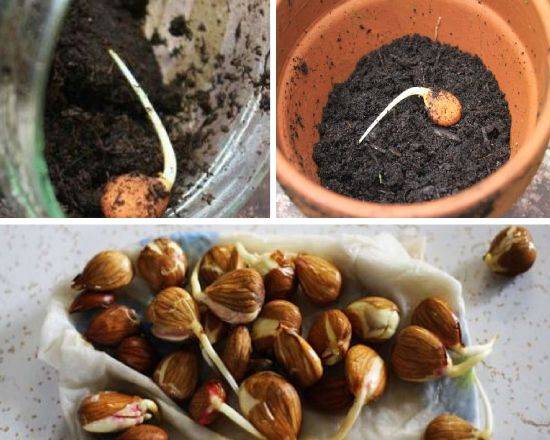 Как вырастить абрикос из косточки: можно ли, посадка и уход на даче, размножение