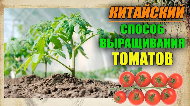 Практические рекомендации по выращиванию рассады томатов китайским способом. нюансы метода от «а» до «я»