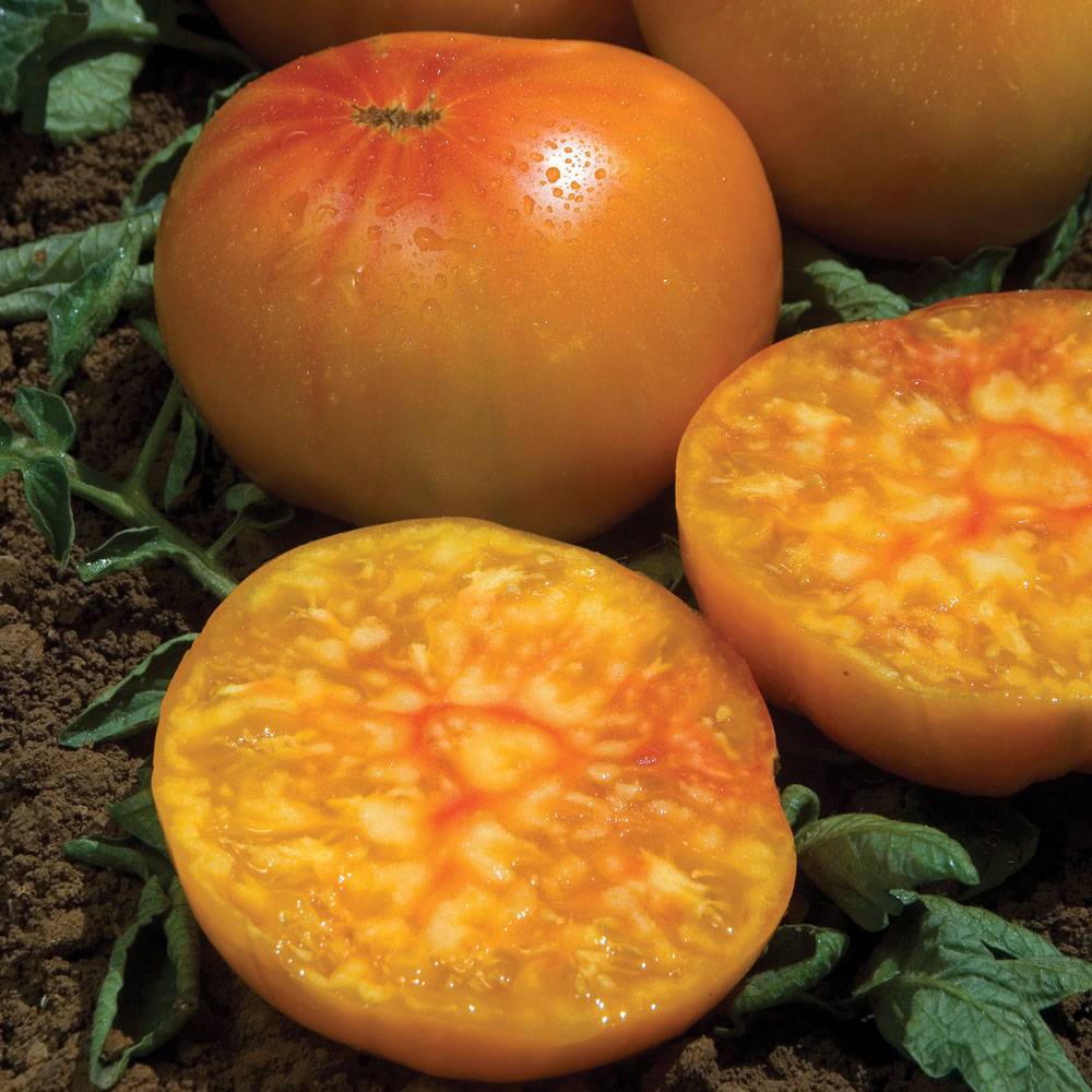 Описание сорта томата гавайский ананас, особенности выращивание и уход