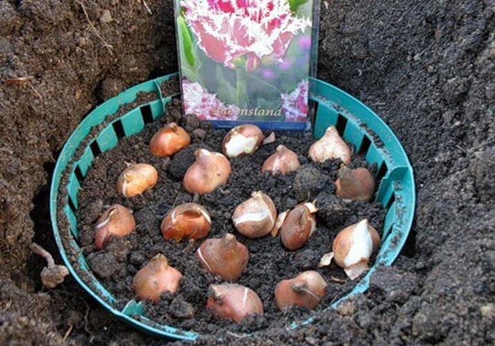 Посадка тюльпанов осенью: когда и как посадить | цветок в доме