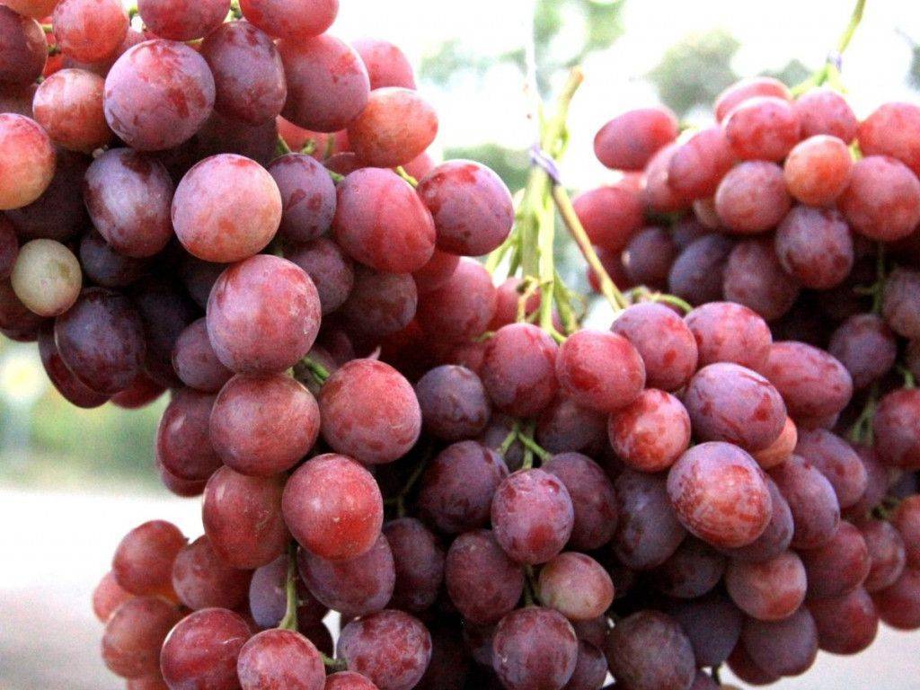 Виноград рубиновый юбилей: описание сорта
