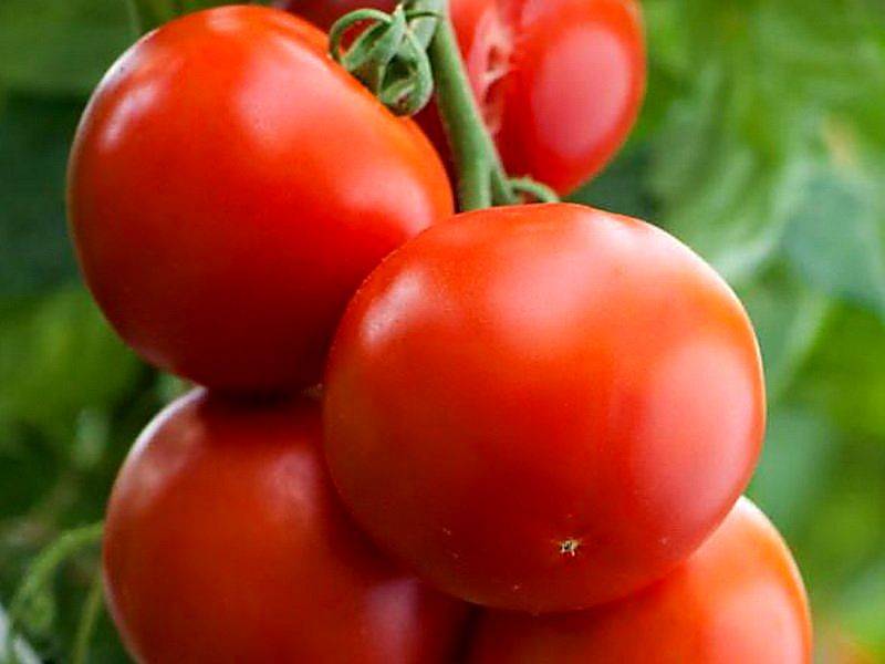 Томат гаврош: отзывы, фото и описание сорта помидоров черри
