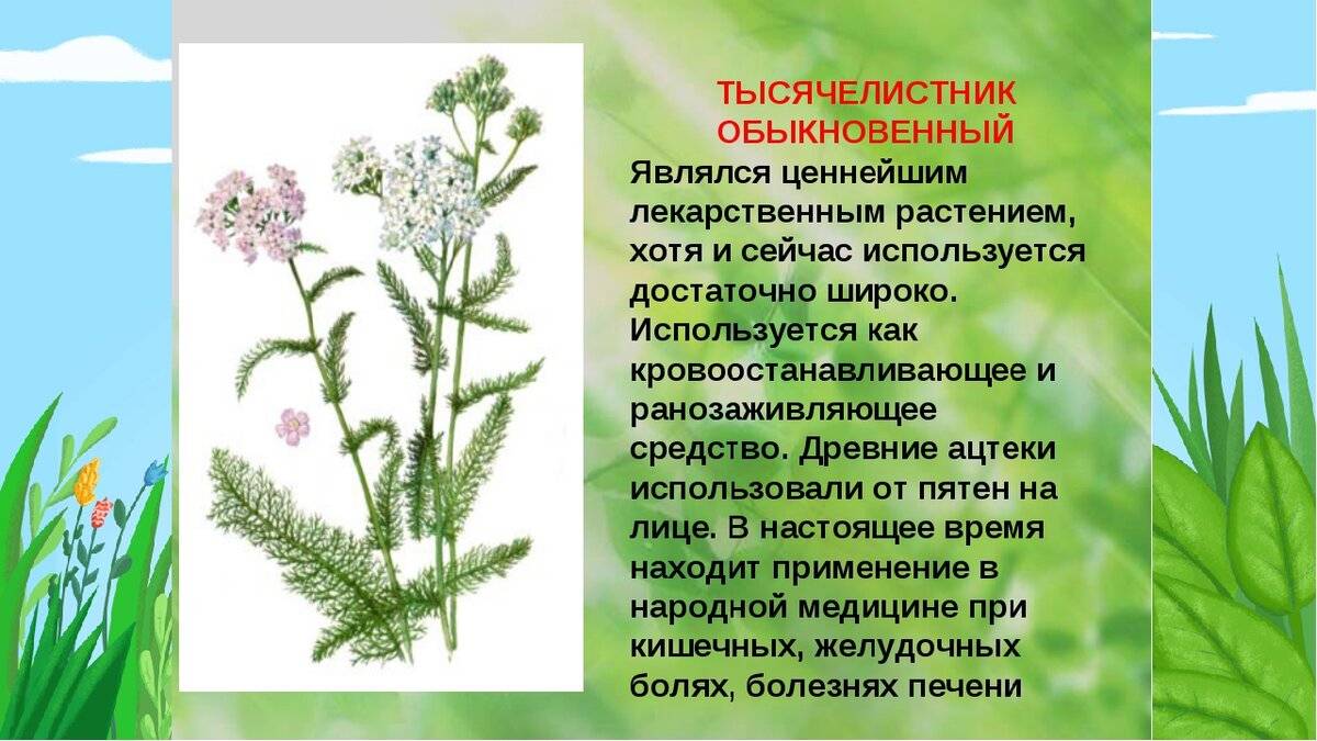 Лечебные травы - полезные свойства и применение