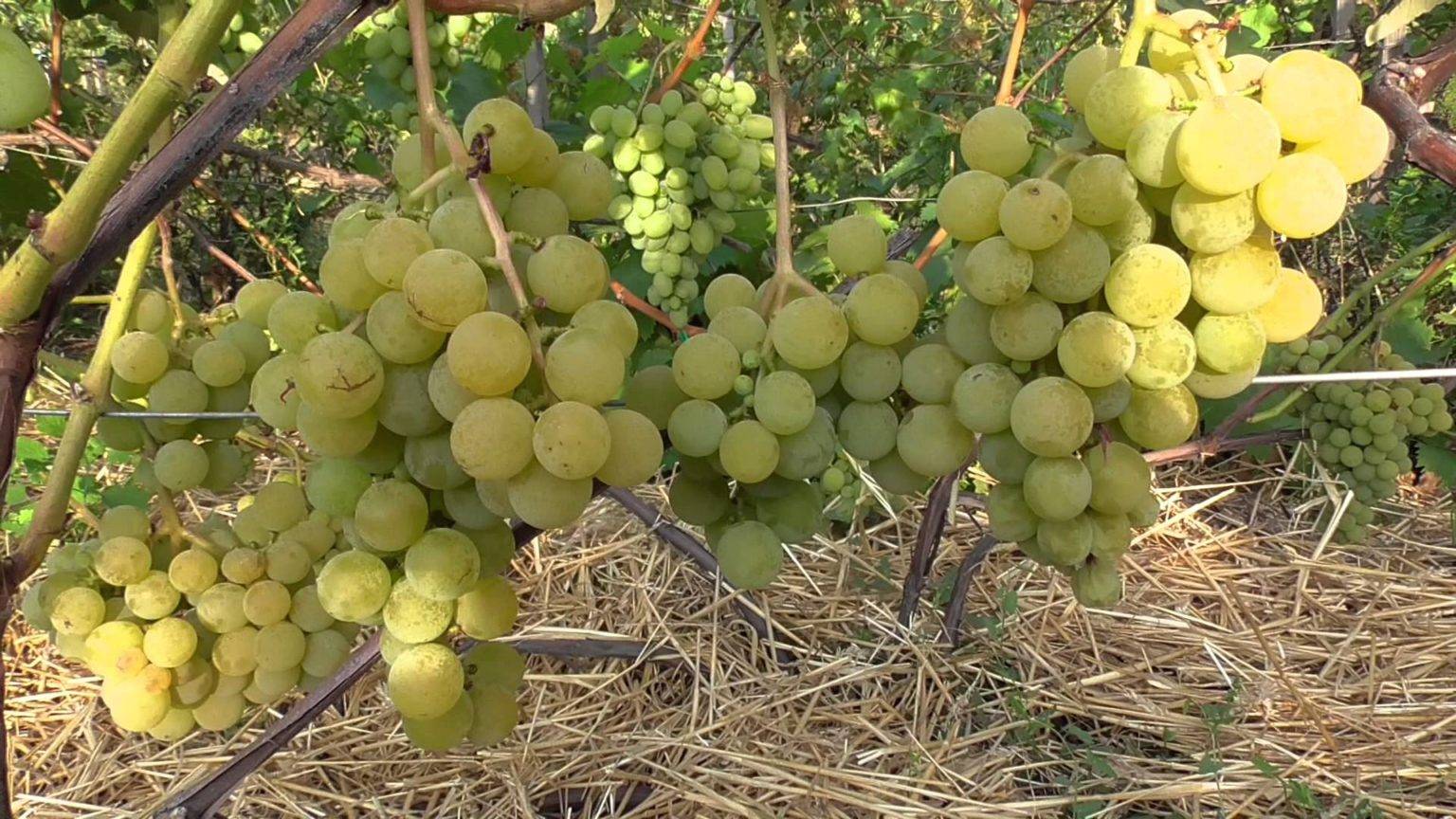 Виноград софия:характеристика и описание сорта, посадка и уход