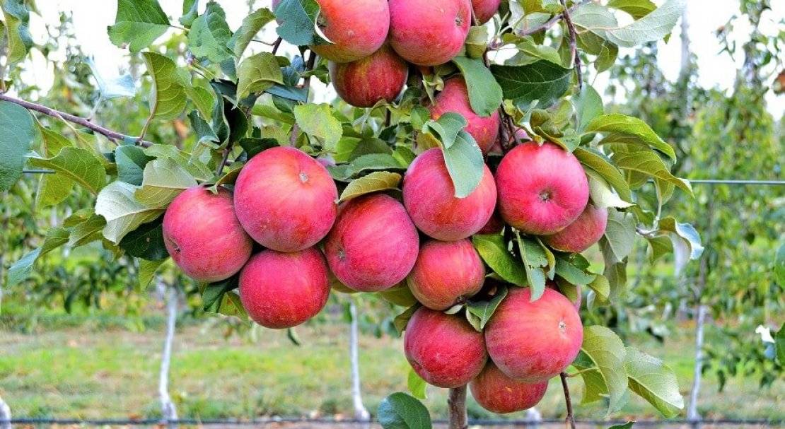 Сорт яблони фуджи, описание, характеристика и отзывы, а также особенности выращивания данного сорта