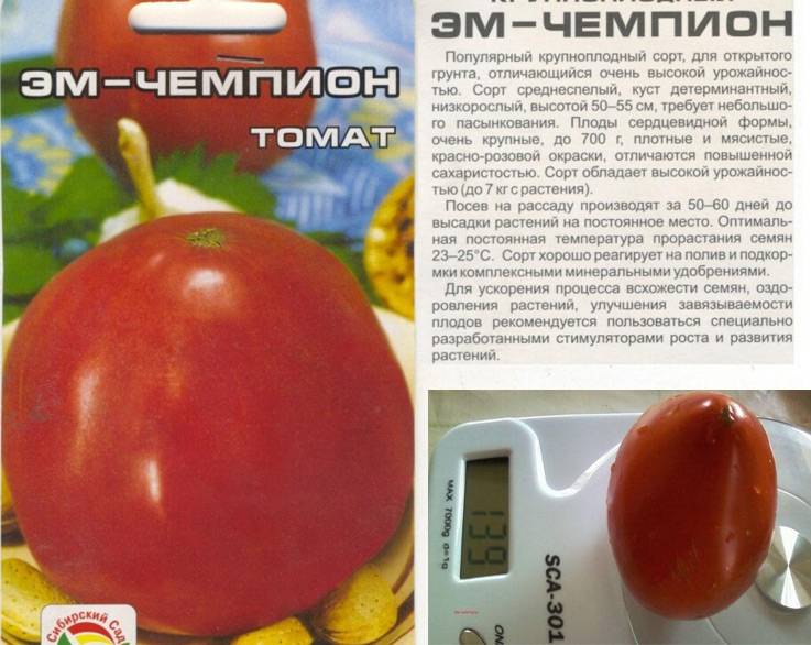 Томат эм чемпион: характеристика и описание сорта, отзывы тех, кто сажал помидоры и фото
