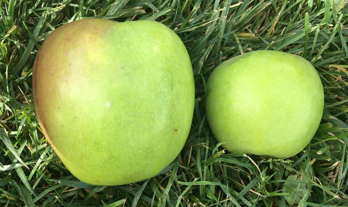 Описание и характеристики сорта яблок Муцу, технология выращивания