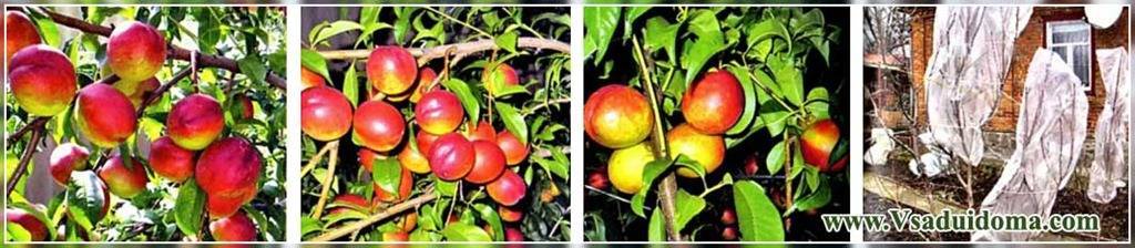 Персик посадка и уход за деревом, выращивание сортов их болезни и удобрения, размножение и фото