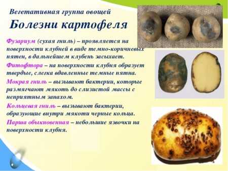 Отзывы о картофеле елизавета, описание, плюсы и минусы