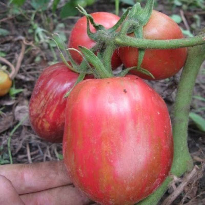 Низкорослые помидоры для открытого грунта без пасынкования - лучшие сорта: отзывы