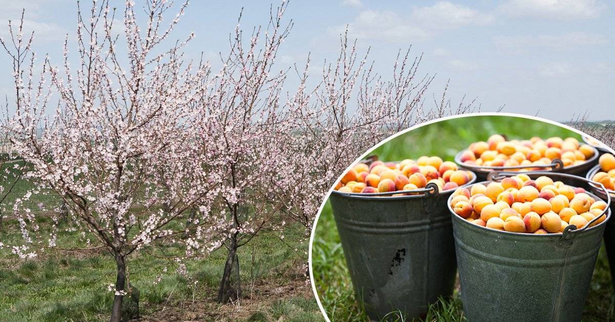 Персик в подмосковье: лучшие сорта, выращивание в открытом грунте, посадка и уход