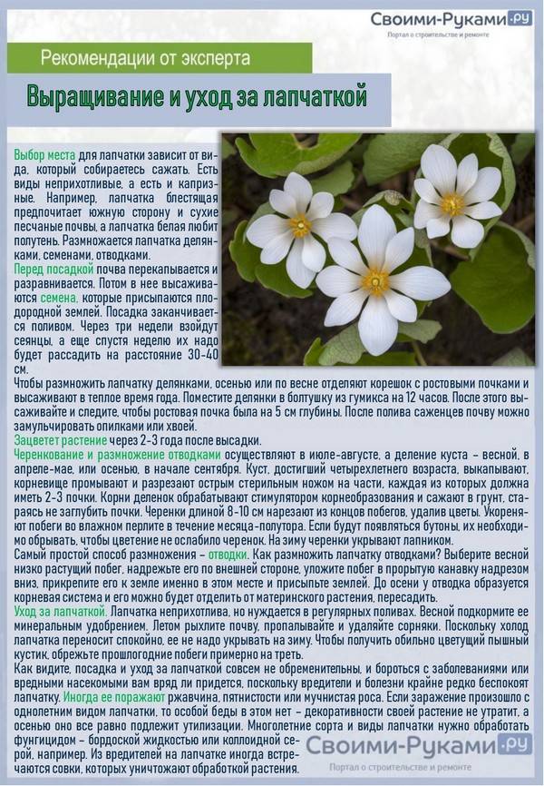 Лапчатка: уход и выращивание в открытом грунте, виды и полезные свойства | клуб цветоводов