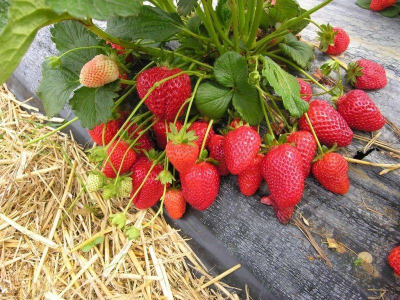 12 лучших сортов клубники для выращивания в Подмосковье в открытом грунте