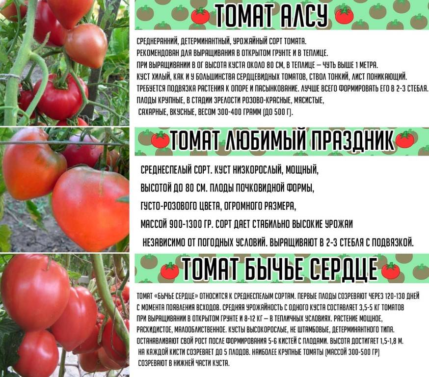 Как ухаживать за гибридным томатом «паленка» для лучшего урожая