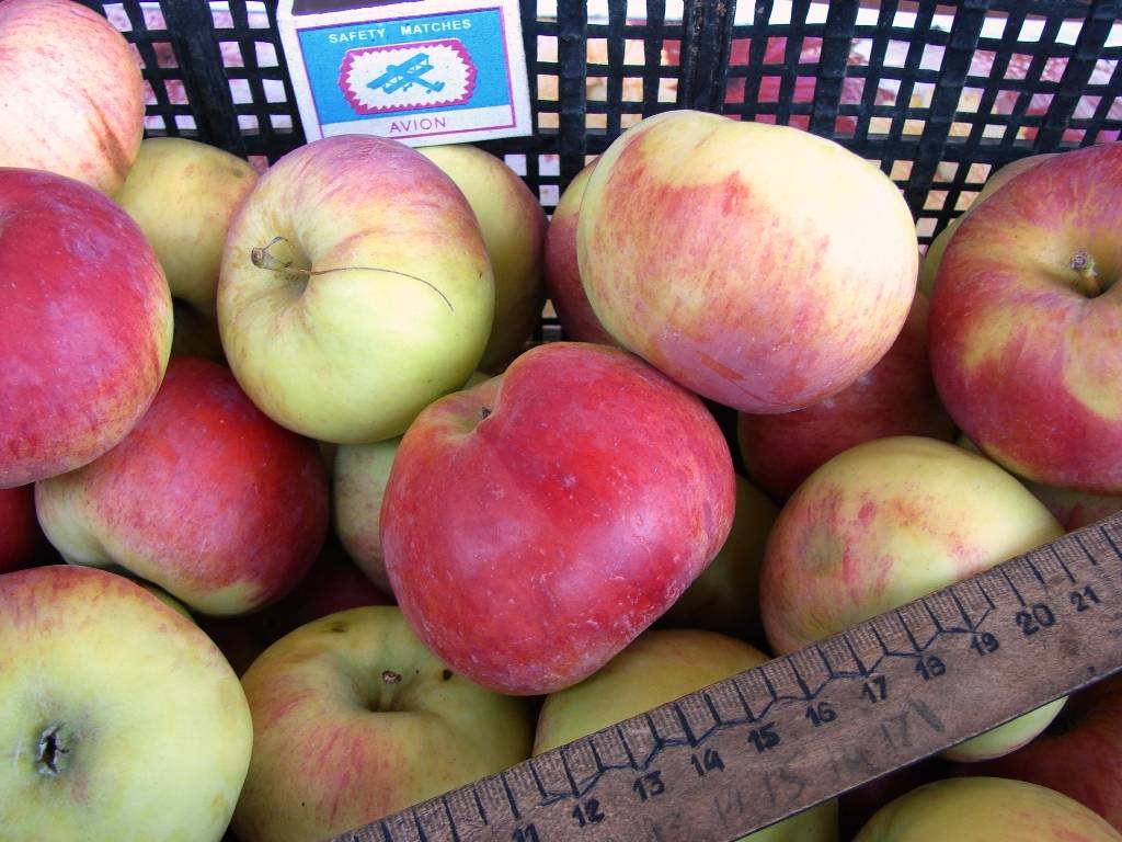 Описание сорта яблони подарок детям: фото яблок, важные характеристики, урожайность с дерева