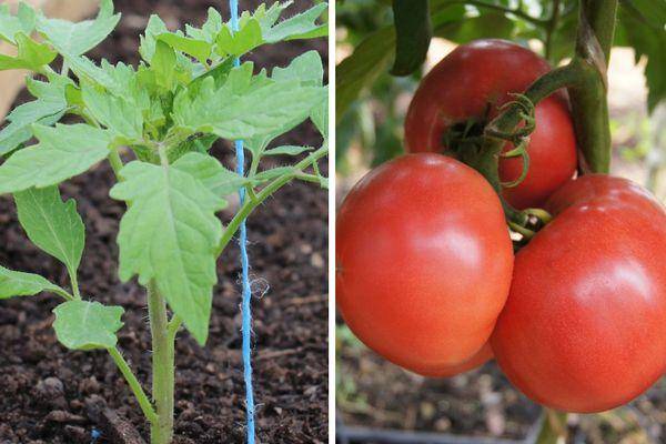 Томат пинк клер f1: характеристика и описание сорта, фото куста, отзывы об урожайности помидоров