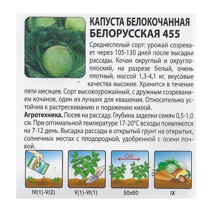 Капуста белорусская: описание сорта, фото, отзывы опытных огородников, особенности выращивания и урожайность