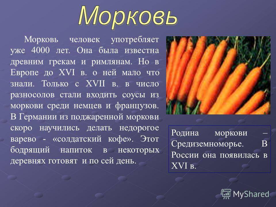 Рассказ об овощной культуре морковь