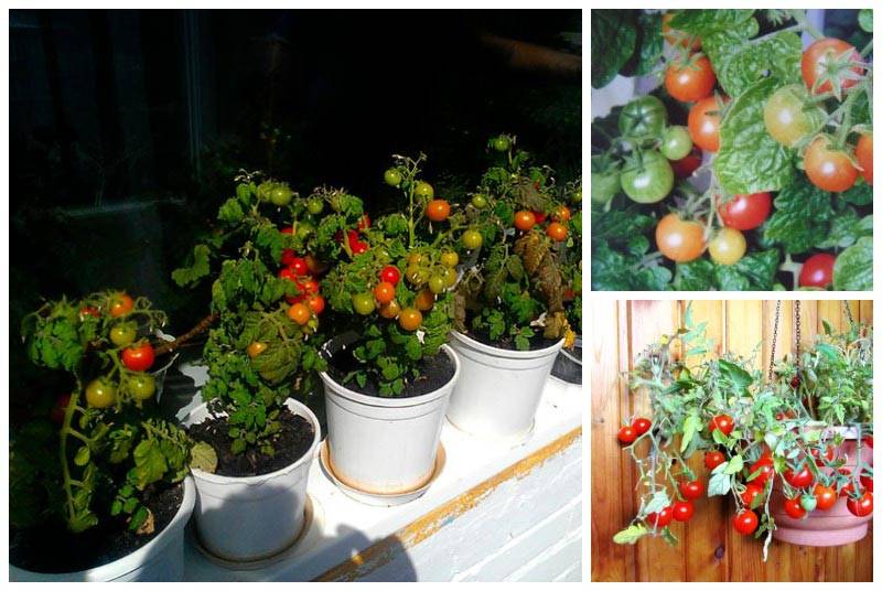 Как вырастить на балконе помидоры черри, подходящие сорта и правила посадки и ухода