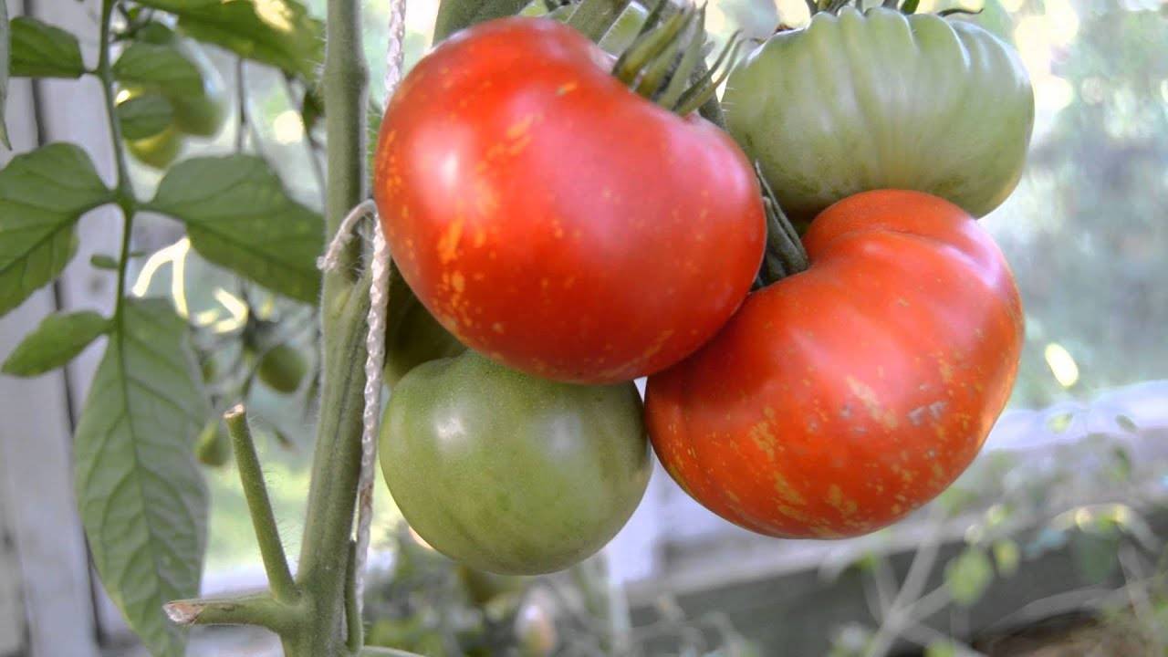 Описание томата Фейерверк и особенности выращивания растения