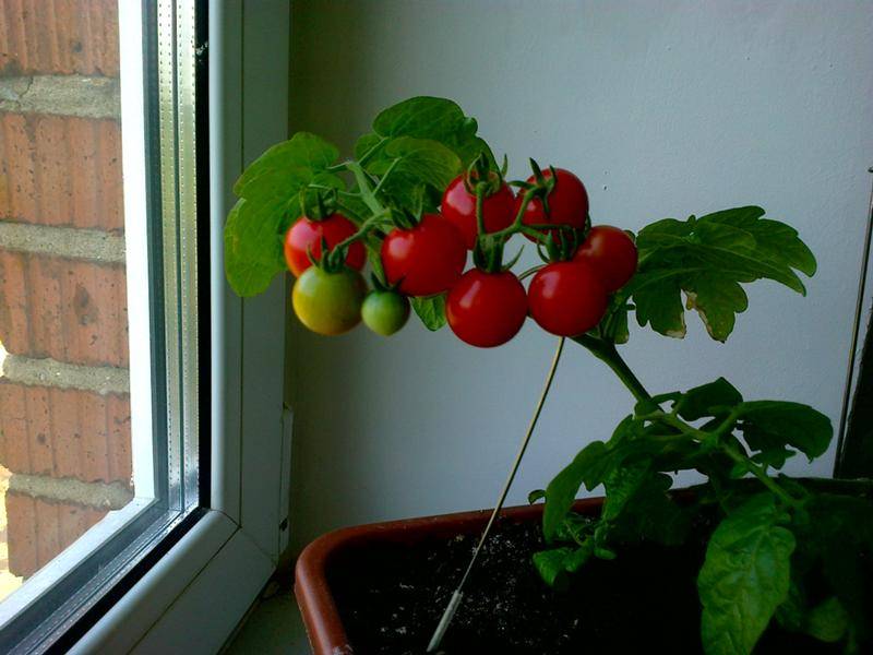 Помидоры на окне: выращивание зимой в домашних условиях, лучшие сорта